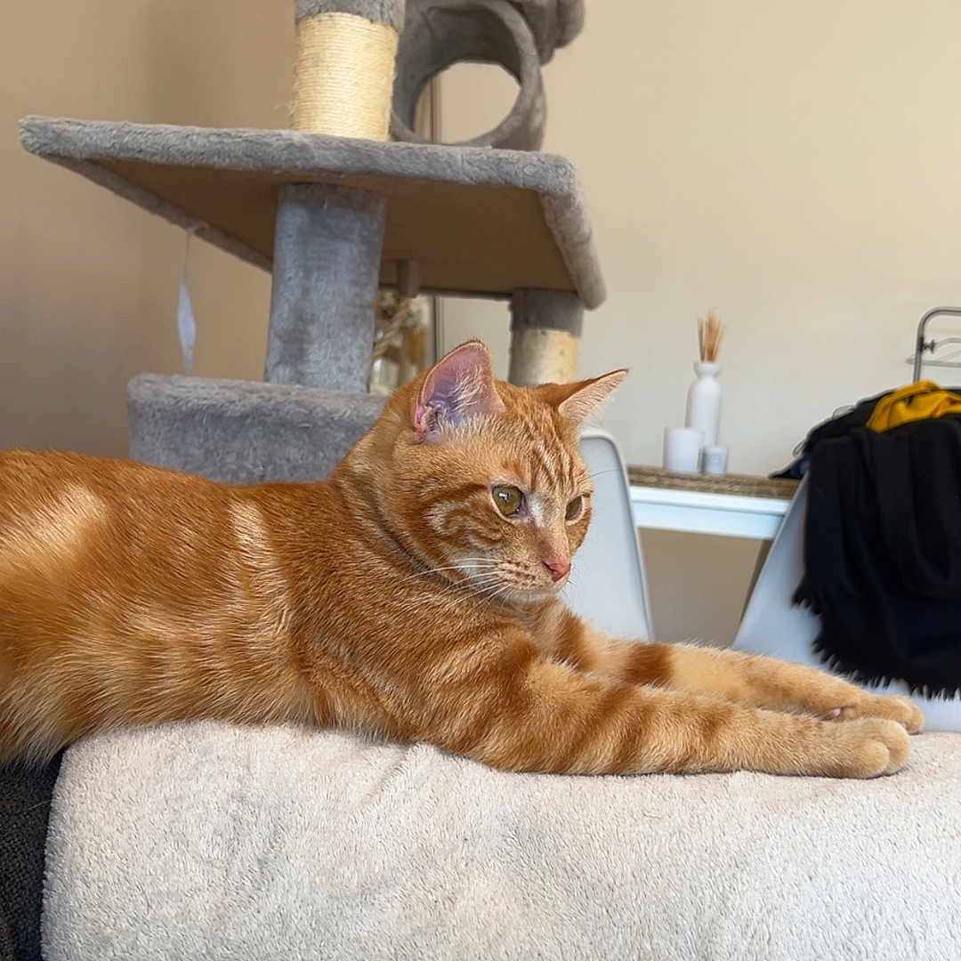 Pablo participe au concours pour gagner de l'argent avec cette photo : abyssinian, animal, architecture, bed, bedroom, blanket, cat, couch, cushion, furniture, homedecor, indoors, kitten, linen, manx, pet, plywood, room, shelf, wood
