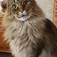 Astéria a rejoint le concours — aidez-le/la à gagner de superbes lots ! cat, fluffy, long_hair, green_eyes, curious, indoor, pet, whiskers, feline, mammal, animal, cute, close_up, portrait, sitting, domestic_cat, tabby, brown_fur, soft, face