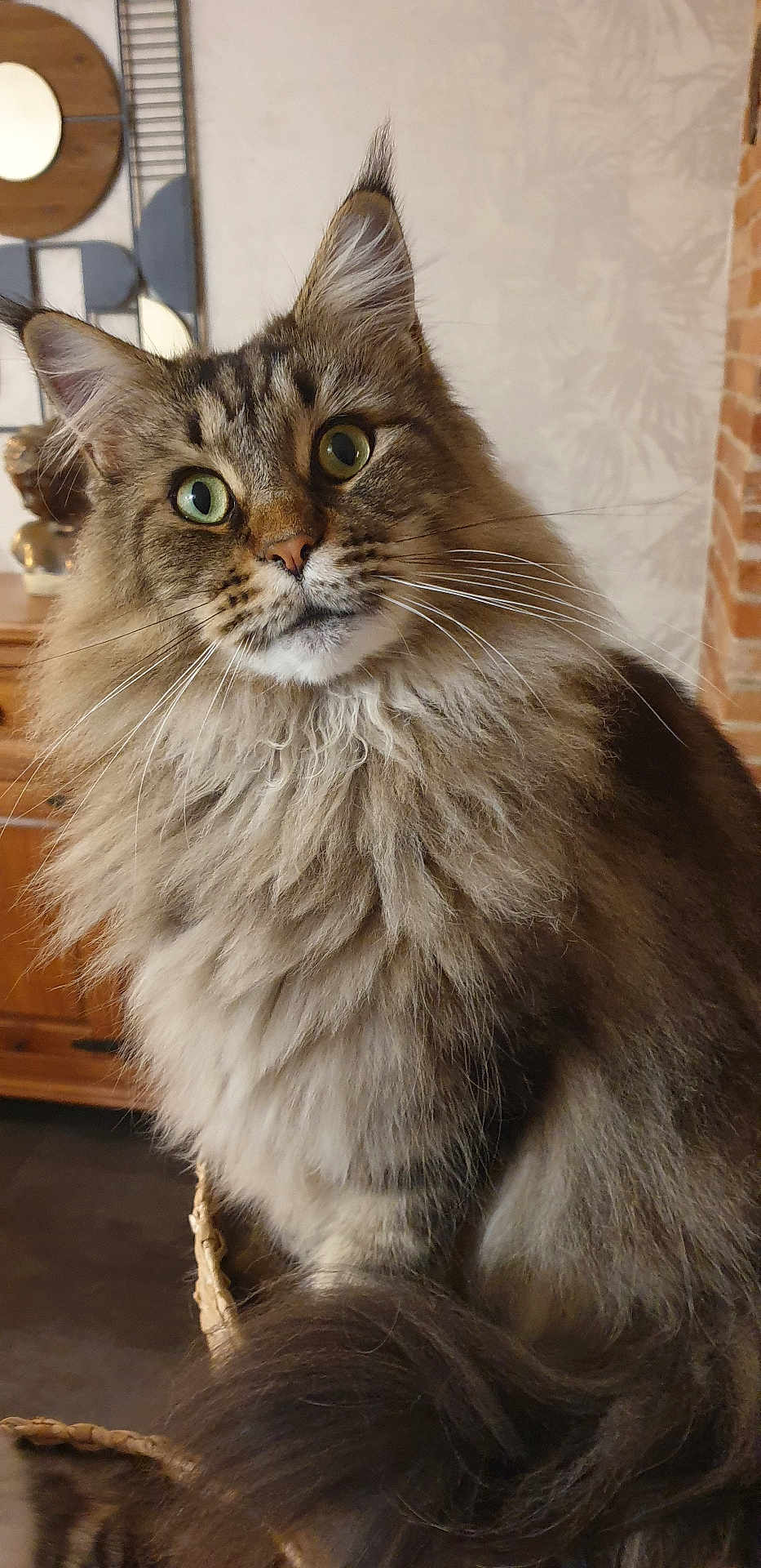 Astéria a rejoint le concours — aidez-le/la à gagner de superbes lots ! cat, fluffy, long_hair, green_eyes, curious, indoor, pet, whiskers, feline, mammal, animal, cute, close_up, portrait, sitting, domestic_cat, tabby, brown_fur, soft, face