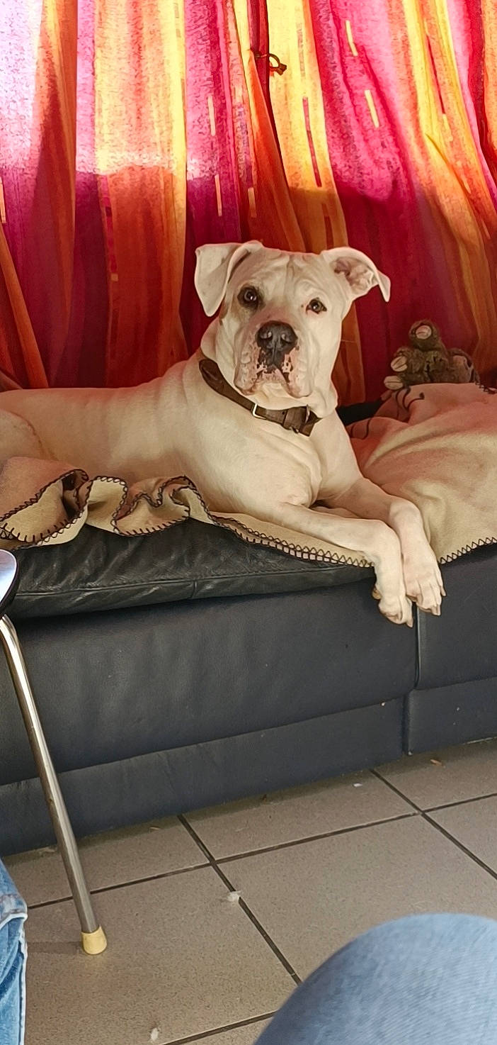 Kayla a rejoint le concours — aidez-le/la à gagner de superbes lots ! canidae, carnivore, collar, comfort, companion_dog, couch, curtain, dog, dog_breed, dog_collar, dog_supply, fawn, furniture, living_room, pet_supply, plant, sporting_group, studio_couch, toy_dog, working_animal