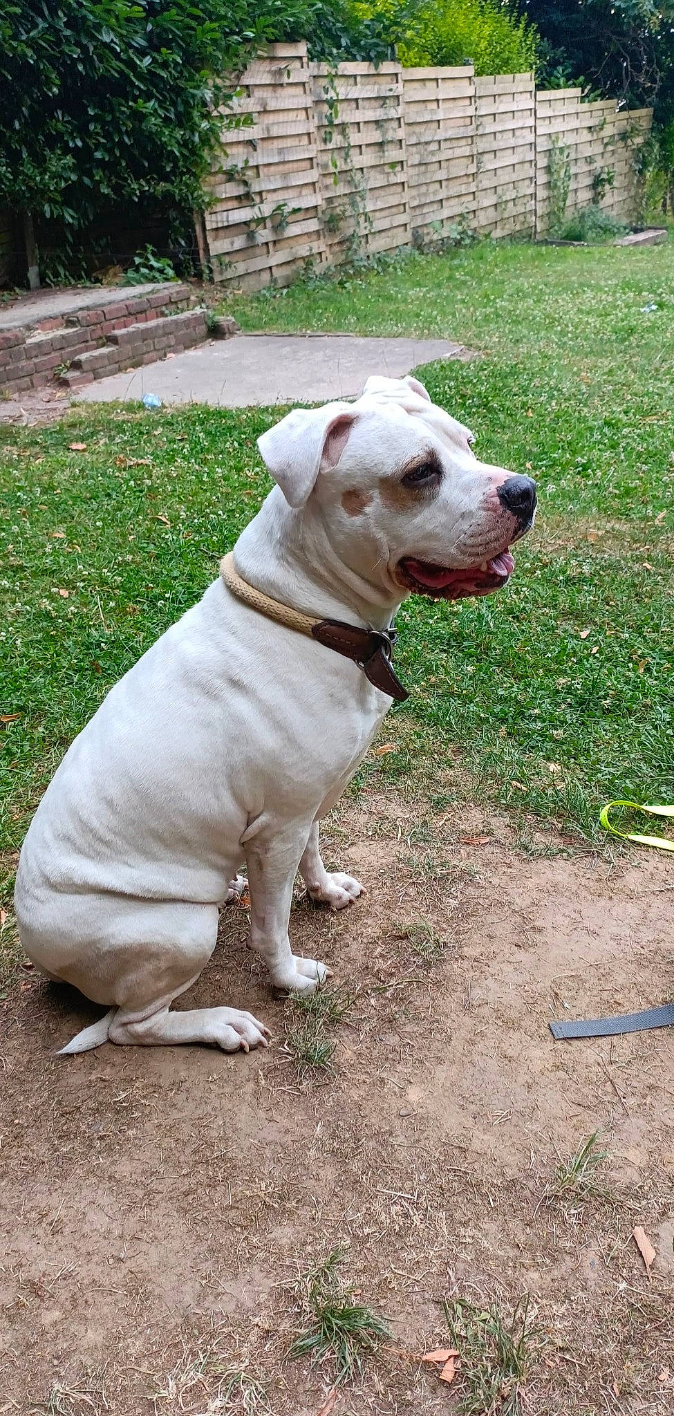 Kayla a rejoint le concours — aidez-le/la à gagner de superbes lots ! canidae, carnivore, collar, companion_dog, dog, dog_breed, dog_collar, dog_supply, fashion_accessory, fawn, grass, leash, pet_supply, plant, snout, sporting_group, tail, tree, whiskers, working_animal