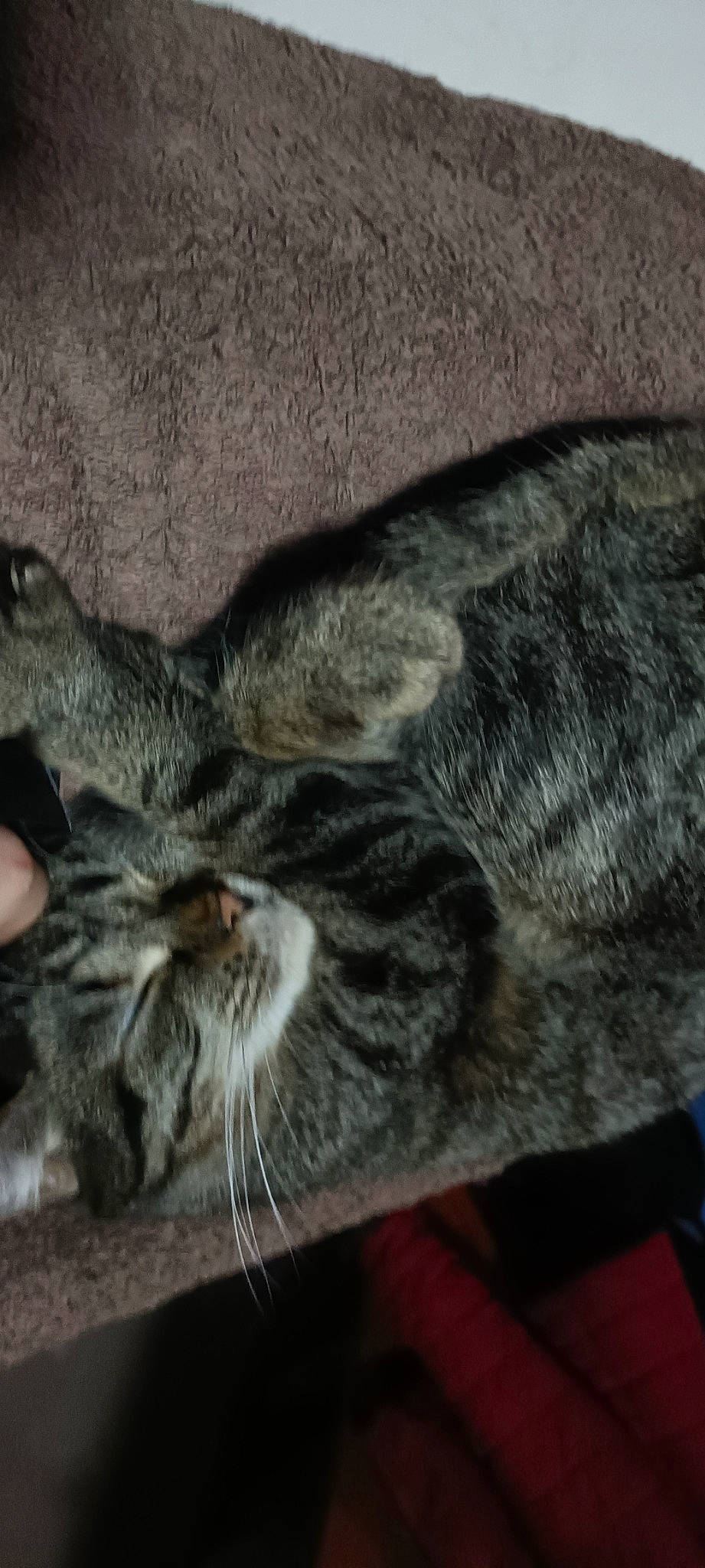 Mytsi a rejoint le concours — aidez-le/la à gagner de superbes lots ! bored, carnivore, cat, claw, comfort, domestic_short_haired_cat, ear, eye, felidae, fur, grey, nap, paw, small_to_medium_sized_cats, snout, tail, terrestrial_animal, whiskers