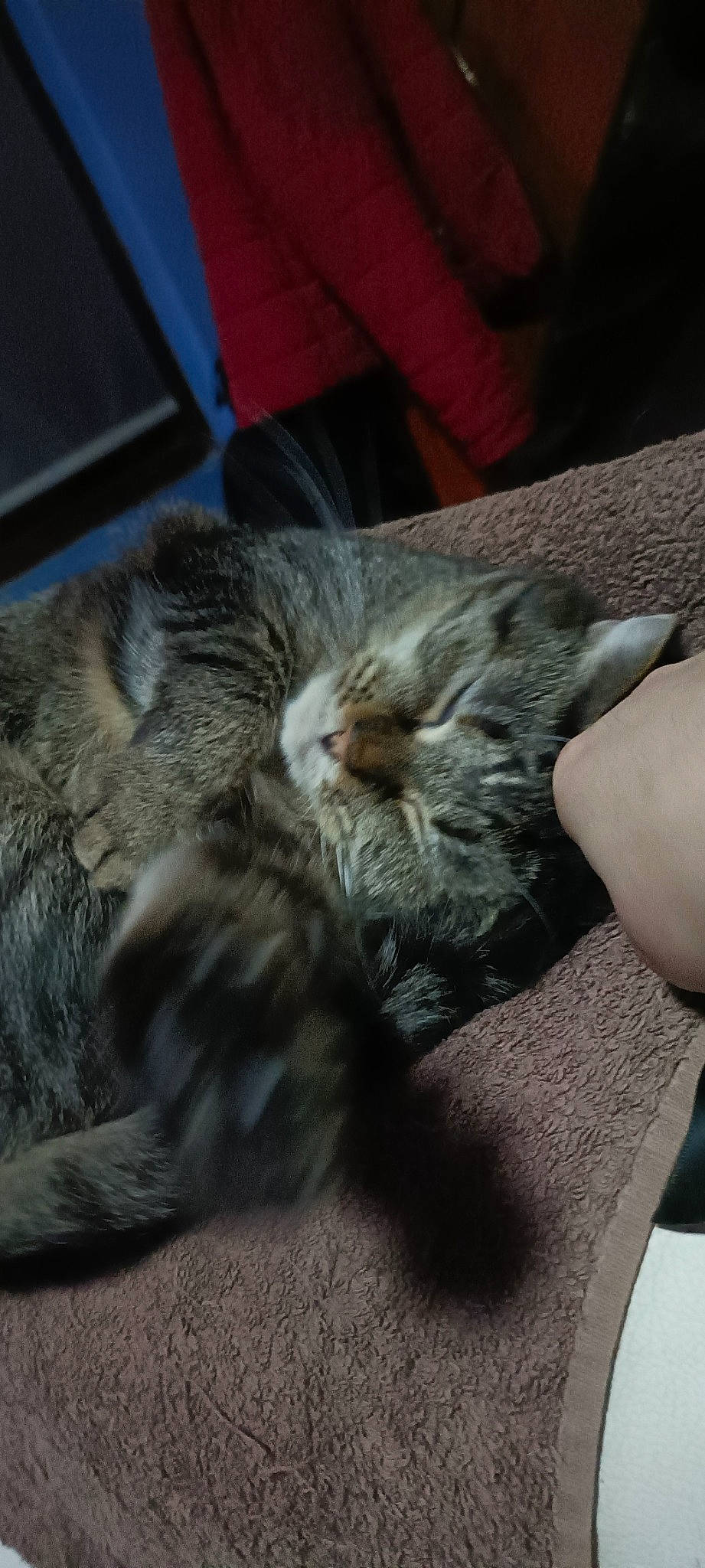 Mytsi participe au concours pour gagner de l'argent avec cette photo : carnivore, cat, claw, comfort, domestic_short_haired_cat, felidae, fur, grey, maine_coon, mammal, nap, paw, sleep, small_to_medium_sized_cats, snout, tail, whiskers