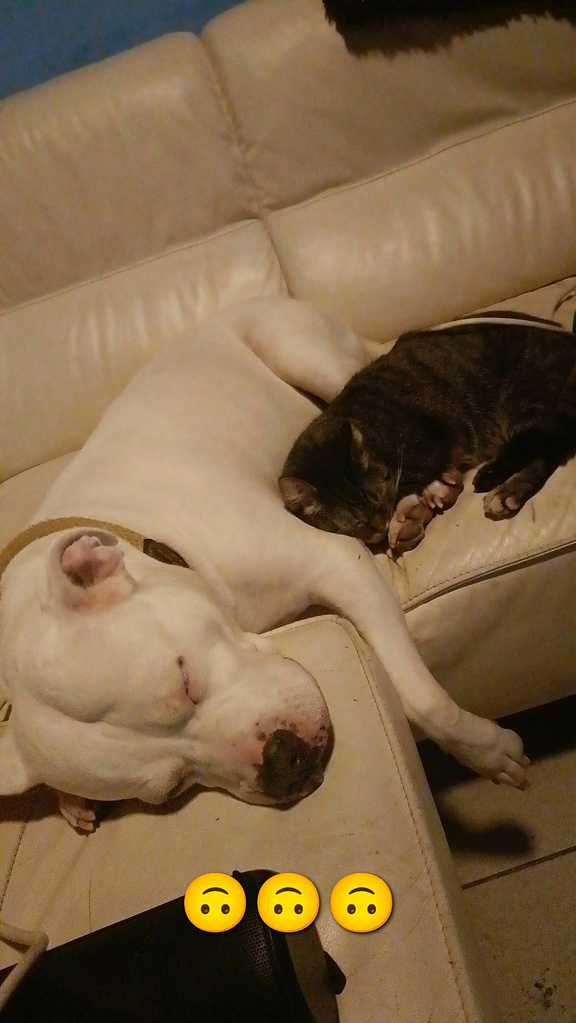 Mytsi participe au concours pour gagner de l'argent avec cette photo : brown, canidae, carnivore, cat, comfort, companion_dog, couch, dog_breed, fawn, felidae, flooring, fur, linens, mammal, room, small_to_medium_sized_cats, sporting_group, tail, vertebrate, whiskers