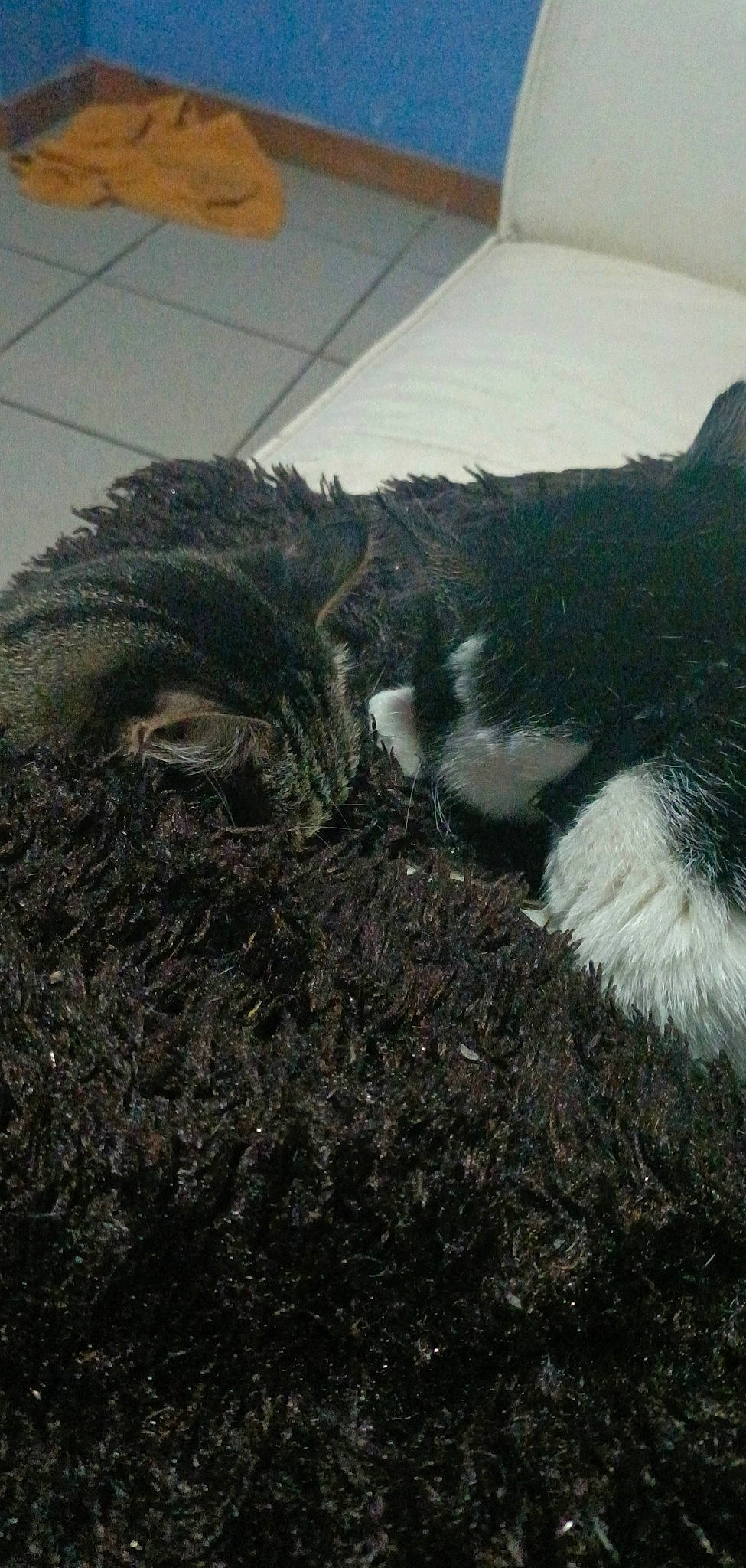 Mytsi participe au concours pour gagner de l'argent avec cette photo : canidae, carnivore, cat, claw, companion_dog, dog_breed, domestic_short_haired_cat, felidae, fur, grass, landscape, painting, small_to_medium_sized_cats, snout, soil, sporting_group, tail, terrestrial_animal, whiskers