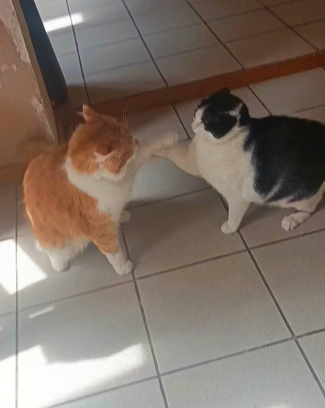 Turtle participe au concours pour gagner de l'argent avec cette photo : brown, carnivore, cat, comfort, companion_dog, dog_breed, domestic_short_haired_cat, fawn, felidae, floor, flooring, fur, hardwood, human_leg, paw, pet_supply, small_to_medium_sized_cats, tail, whiskers, wood