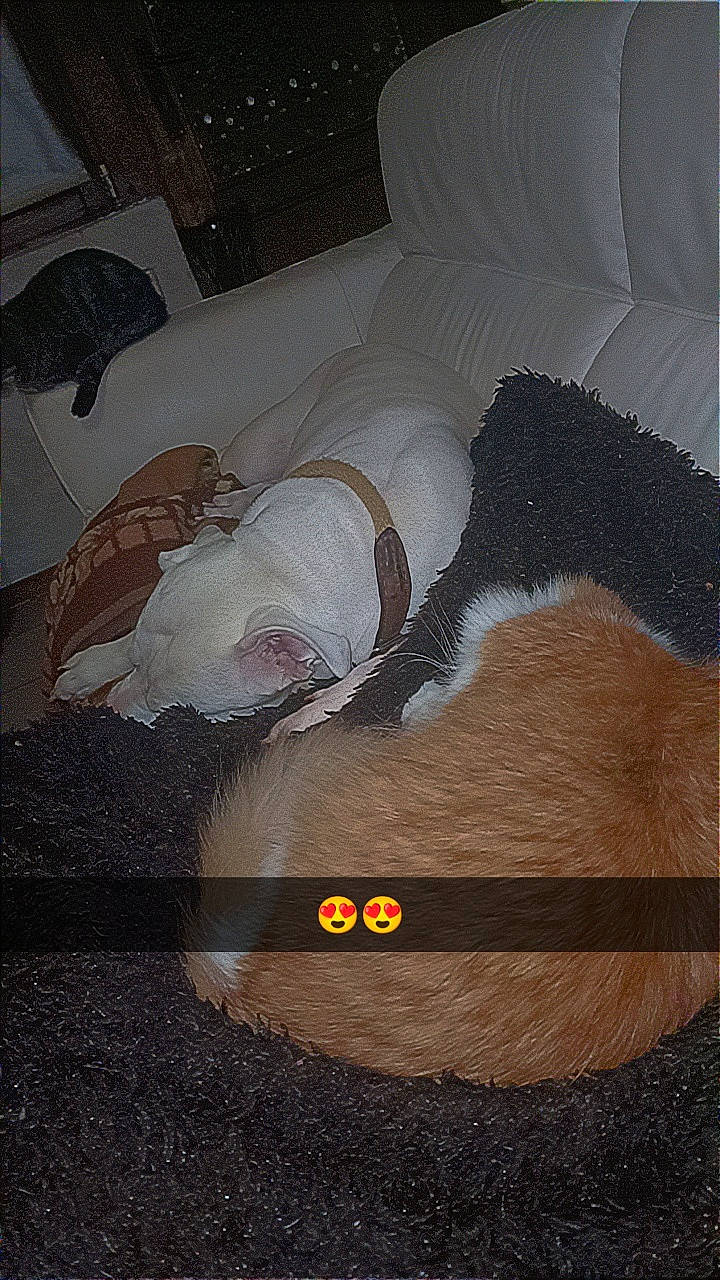 Turtle a rejoint le concours — aidez-le/la à gagner de superbes lots ! art, audio_equipment, bedding, bedroom, comfort, couch, darkness, floor, flooring, fur, hand, hardwood, human_body, human_leg, linens, nap, room, tail, vertebrate, wood