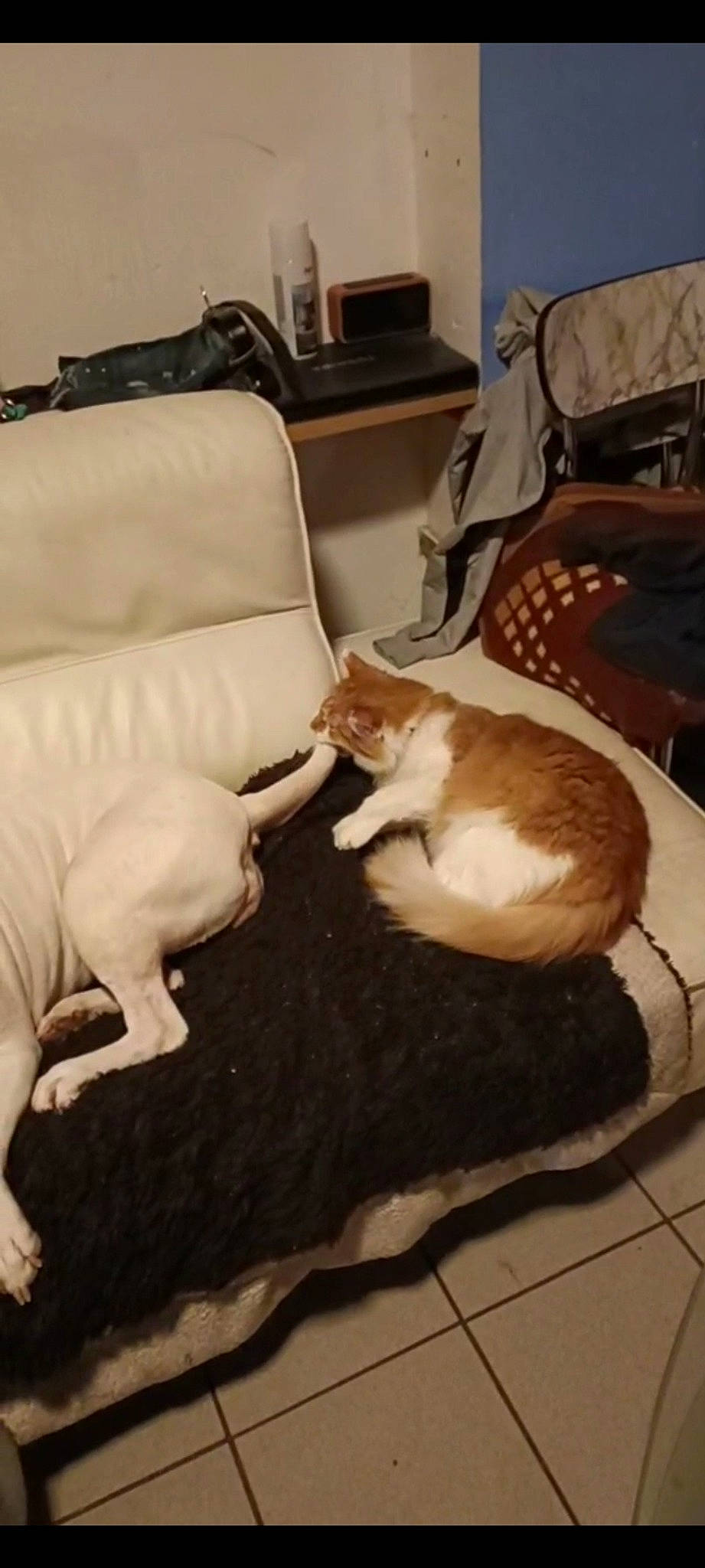 Turtle participe au concours pour gagner de l'argent avec cette photo : carnivore, cat, chair, comfort, companion_dog, couch, dog_breed, domestic_short_haired_cat, fawn, felidae, fur, furniture, hardwood, room, small_to_medium_sized_cats, tail, vertebrate, whiskers, wood, working_animal