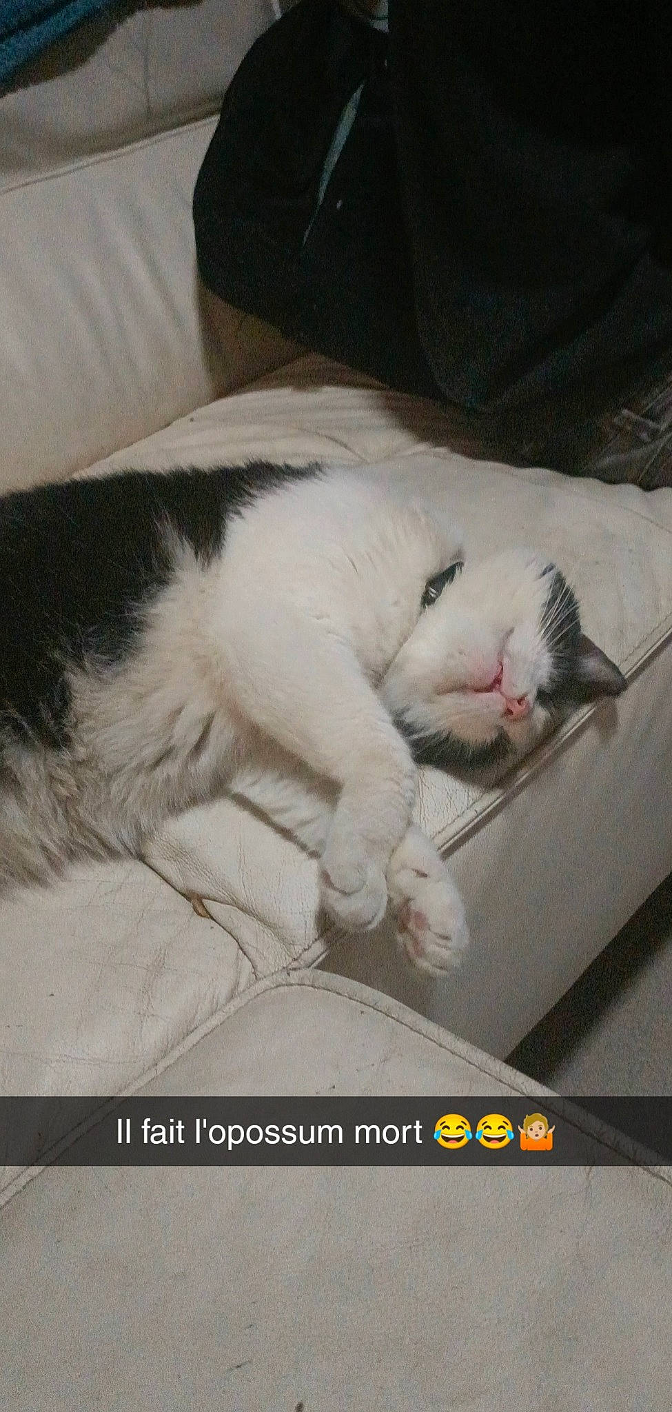 Zorro participe au concours pour gagner de l'argent avec cette photo : carnivore, cat, claw, comfort, domestic_short_haired_cat, felidae, fur, linens, metal, nap, paw, photo_caption, sleep, small_to_medium_sized_cats, snout, tail, whiskers