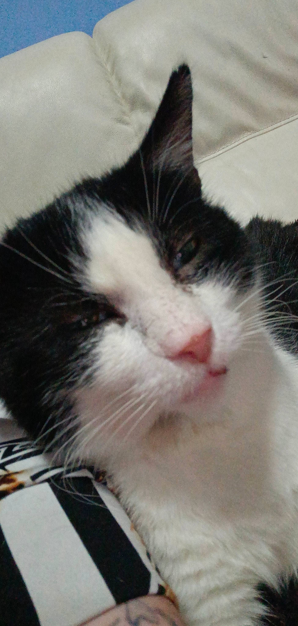 Zorro participe au concours pour gagner de l'argent avec cette photo : carnivore, cat, claw, comfort, domestic_short_haired_cat, felidae, fur, nap, paw, small_to_medium_sized_cats, snout, whiskers