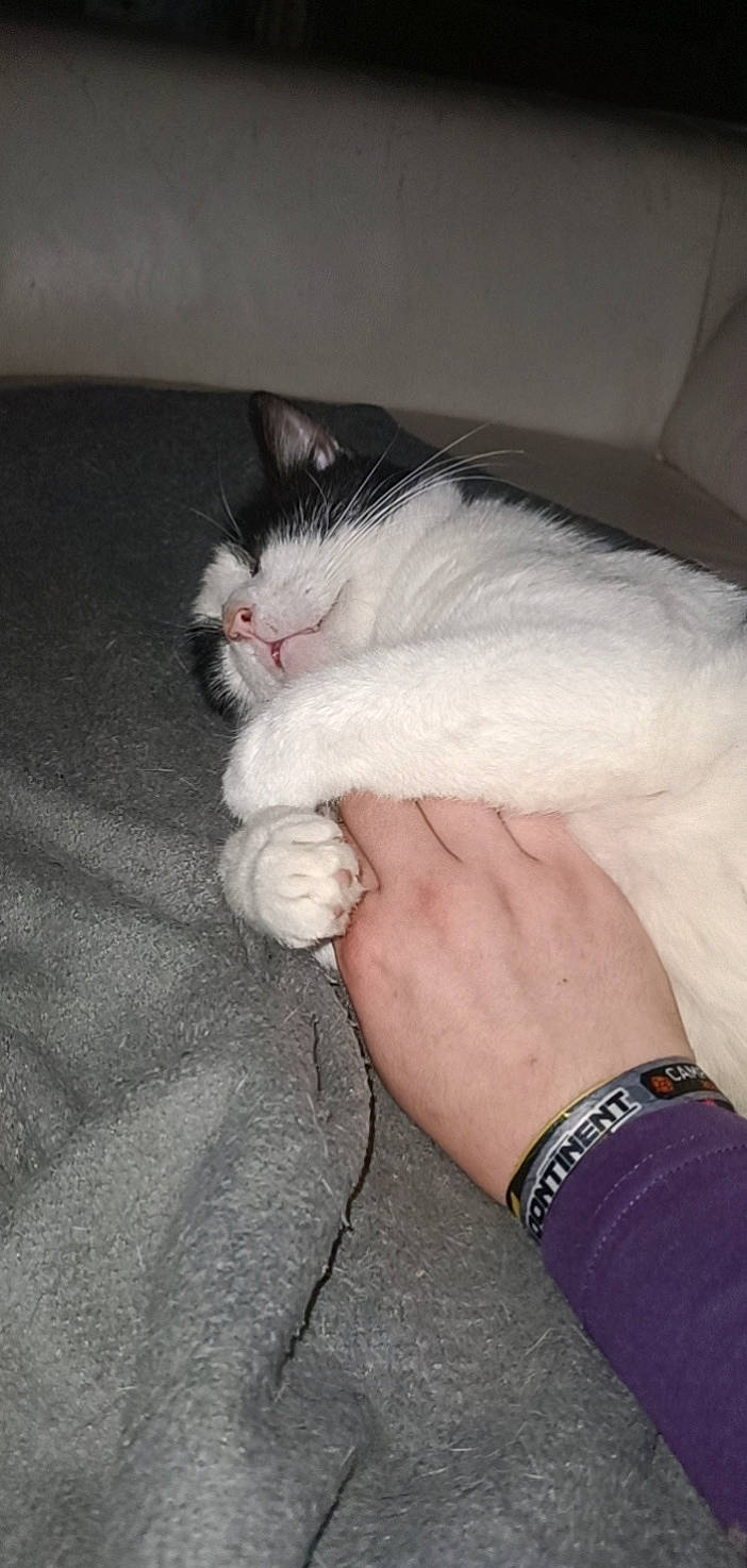 Zorro a rejoint le concours — aidez-le/la à gagner de superbes lots ! carnivore, cat, claw, comfort, domestic_short_haired_cat, felidae, finger, foot, fur, gesture, hand, head, human_leg, jewellery, nail, paw, small_to_medium_sized_cats, tail, whiskers, wrist