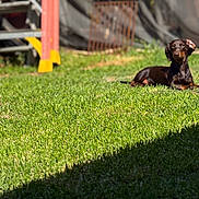 Mochi Martin joined the competition — help win amazing prizes! dog, dachshund, grass, lawn, sunlight, outdoor, pet, animal, brown_dog, canine, backyard, fence, wooden_structure, blurred_background, nature, resting, sunny, daytime, shadow, greenery