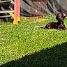 dog, dachshund, grass, lawn, sunlight, outdoor, pet, animal, brown_dog, canine, backyard, fence, wooden_structure, blurred_background, nature, resting, sunny, daytime, shadow, greenery