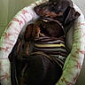 Mochi Martin is registered to the contest to win money with this photo: animal, brown_dog, comfort, cozy, cute, dachshund, dog, fur, furniture, home, indoor, nap, pet_bed, relaxed, resting, sleep, sleeping, small_dog, soft, striped_shirt