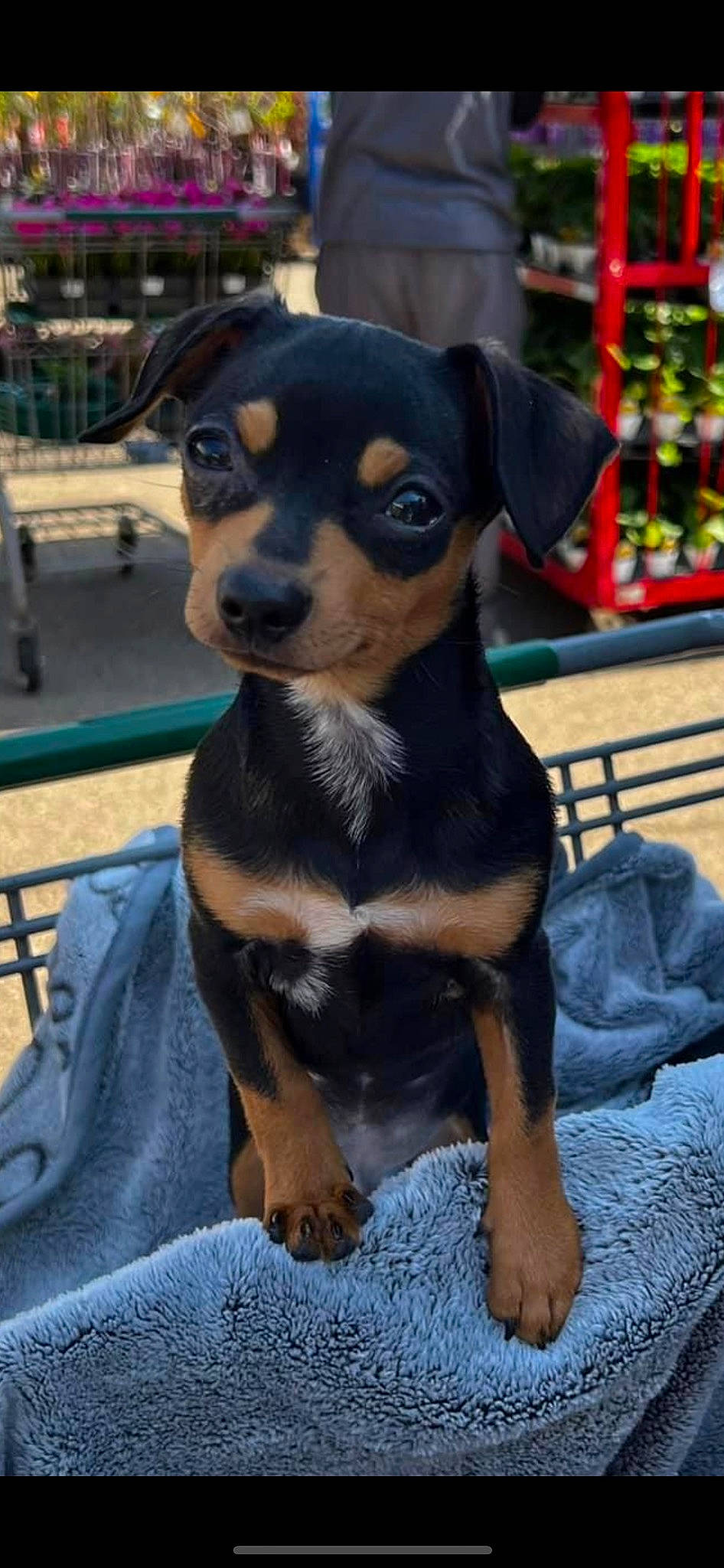 Rojo joined the competition — help win amazing prizes! canidae, carnivore, companion_dog, dog, dog_breed, fawn, fur, guard_dog, plant, puppy, rottweiler, snout, sporting_group, terrestrial_animal, toy_dog, whiskers, working_animal, working_dog