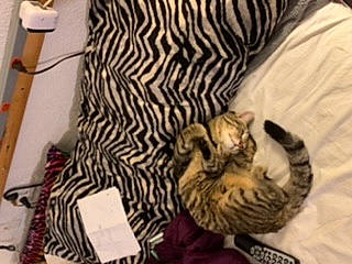 Tiggy joined the competition — help win amazing prizes! bed, carnivore, cat, comfort, domestic_short_haired_cat, felidae, fur, linens, pattern, paw, room, small_to_medium_sized_cats, tail, terrestrial_animal, whiskers, wool, woolen