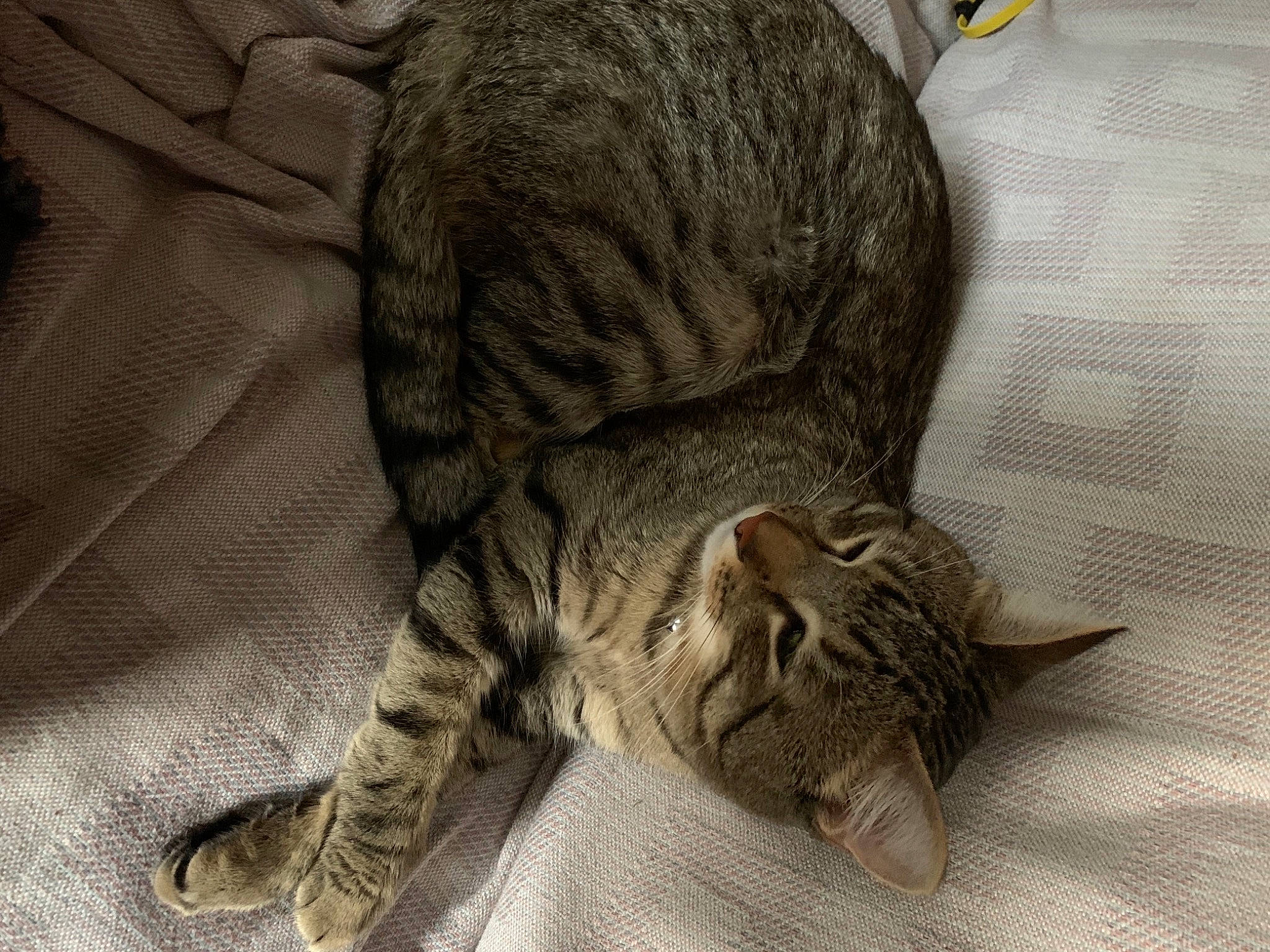 Tiggy is registered to the contest to win money with this photo: carnivore, cat, claw, comfort, domestic_short_haired_cat, felidae, fur, grey, nap, paw, sleep, small_to_medium_sized_cats, snout, tail, terrestrial_animal, whiskers, wildlife, wrinkle