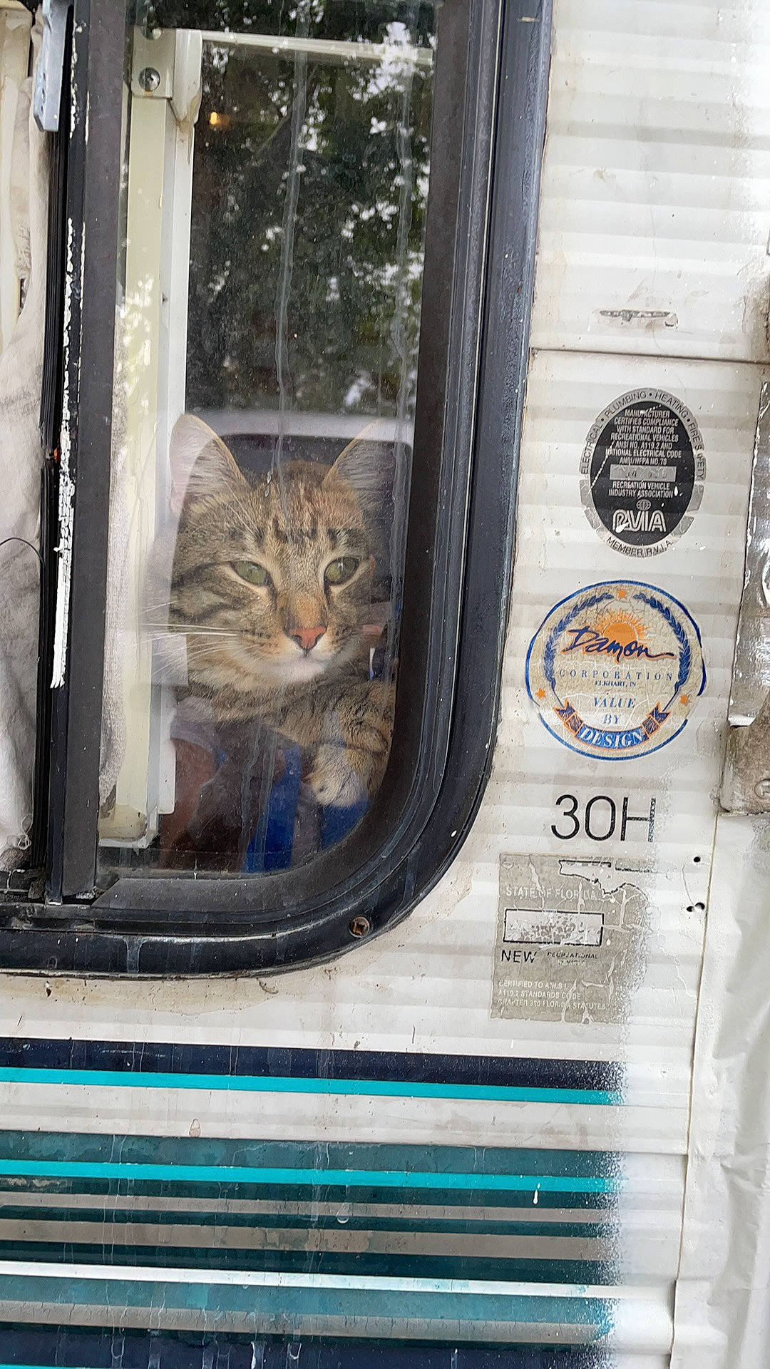 Tiggy joined the competition — help win amazing prizes! art, automotive_lighting, carnivore, cat, domestic_short_haired_cat, facade, felidae, fur, gas, glass, mammal, motor_vehicle, small_to_medium_sized_cats, tail, tints_and_shades, tree, vertebrate, whiskers, window, wood