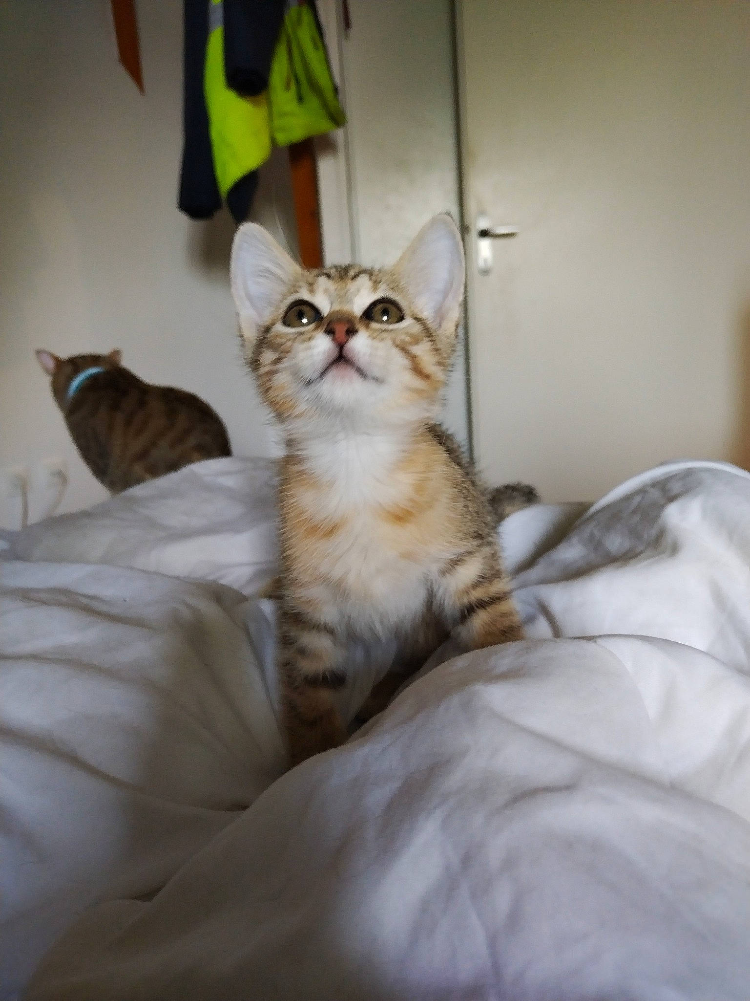 Elsa a rejoint le concours — aidez-le/la à gagner de superbes lots ! carnivore, cat, comfort, domestic_short_haired_cat, door, fawn, felidae, flooring, fur, hardwood, linens, paw, room, sitting, small_to_medium_sized_cats, tail, whiskers, window, wood