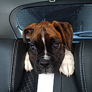 Trooper a rejoint le concours — aidez-le/la à gagner de superbes lots ! puppy, dog, car, backseat, leather_seat, seatbelt, headrest, close_up, pet, animal, cute, brown, black, white, ears, paws, indoors, window, reflection, expression