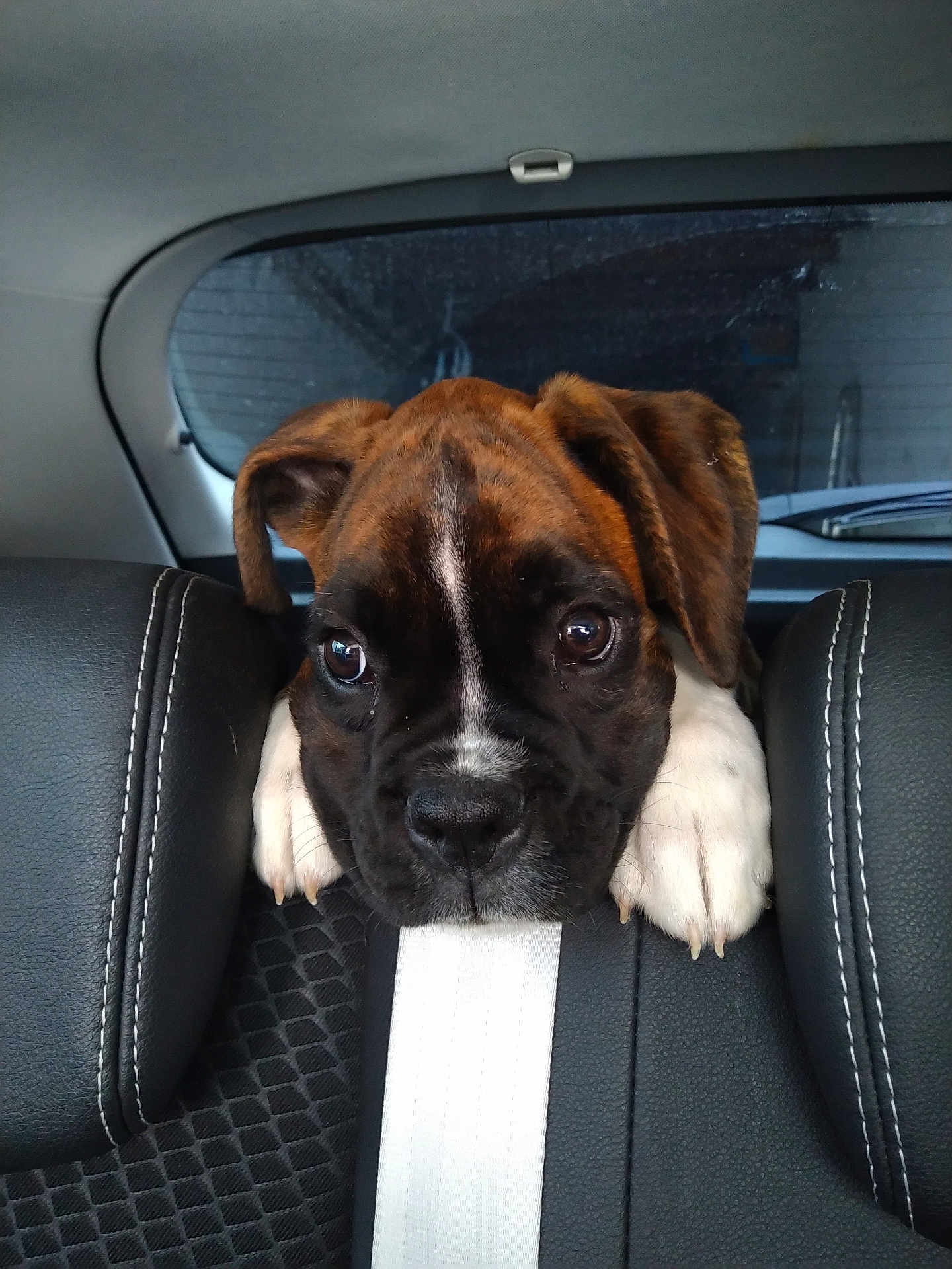 Trooper a rejoint le concours — aidez-le/la à gagner de superbes lots ! puppy, dog, car, backseat, leather_seat, seatbelt, headrest, close_up, pet, animal, cute, brown, black, white, ears, paws, indoors, window, reflection, expression