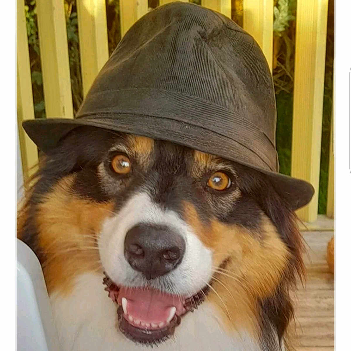 Sybelle