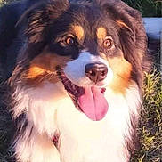 Sybelle a rejoint le concours — aidez-le/la à gagner de superbes lots ! animal, canine, closeup, collar, daylight, dog, ears, fluffy, friendly, fur, grass, happy, muzzle, nature, outdoor, pet, playful, portrait, sunlight, tongue_out
