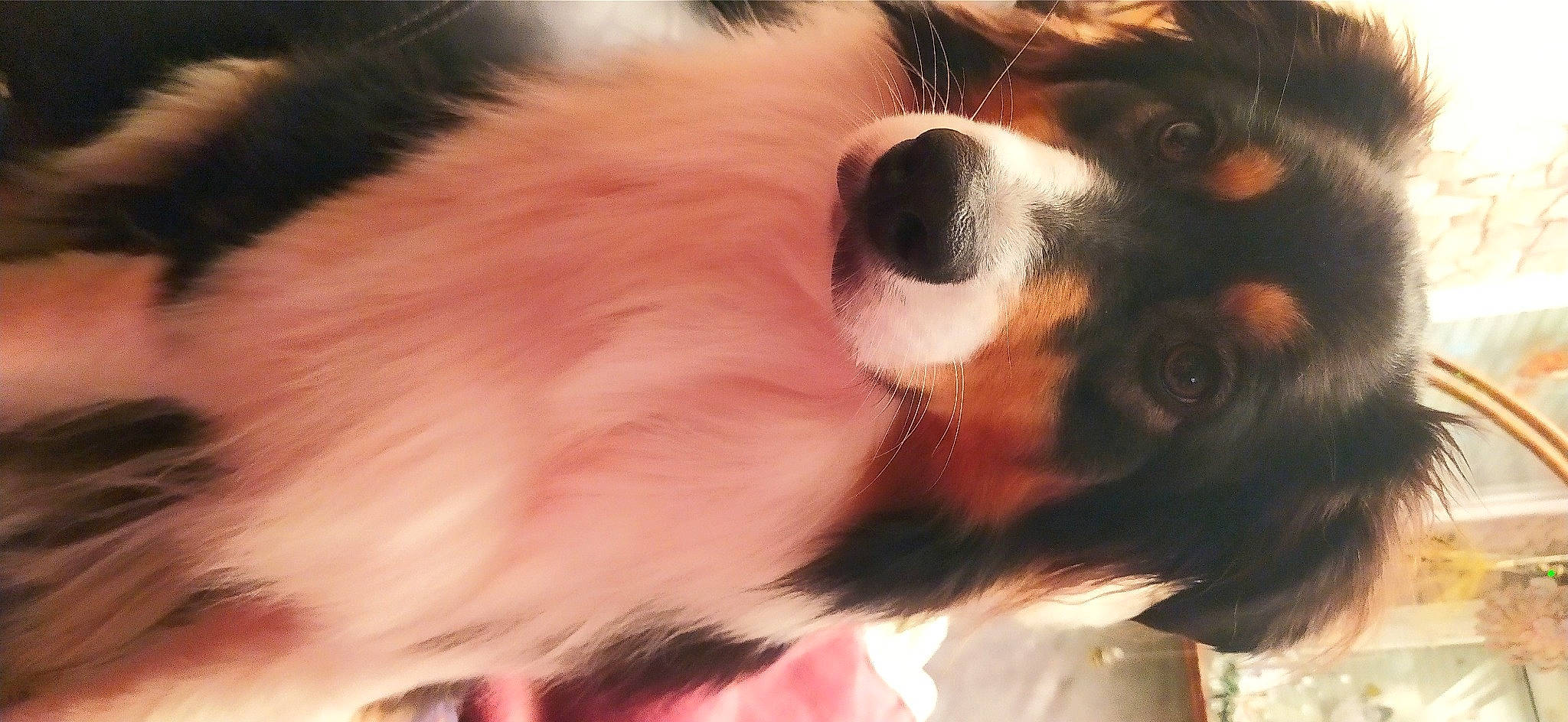 Sybelle participe au concours pour gagner de l'argent avec cette photo : bernese_mountain_dog, canidae, carnivore, cavalier_king_charles_spaniel, companion_dog, dog, dog_breed, fawn, fur, herding_dog, king_charles_spaniel, liver, paw, phalene, puppy, snout, sporting_group, toy_dog, whiskers, working_dog