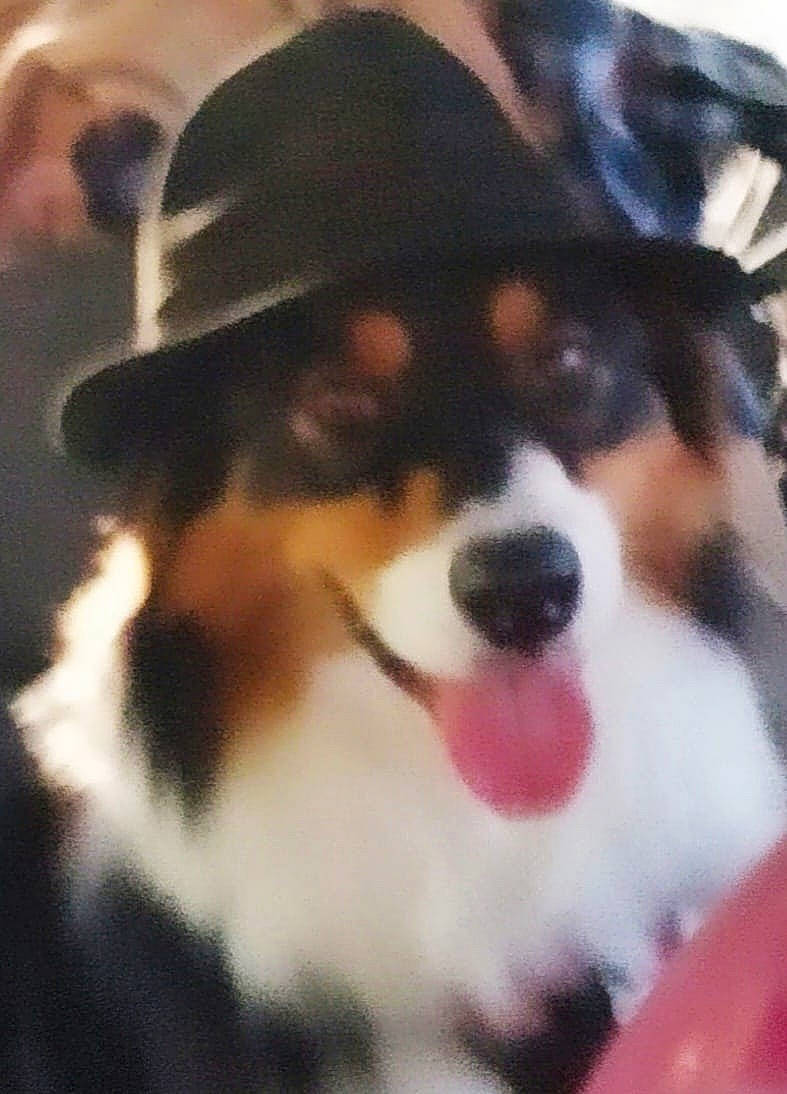 Sybelle participe au concours pour gagner de l'argent avec cette photo : ancient_dog_breeds, bernese_mountain_dog, canidae, carnivore, companion_dog, dog, dog_breed, fur, herding_dog, sporting_group, terrestrial_animal, working_animal, working_dog