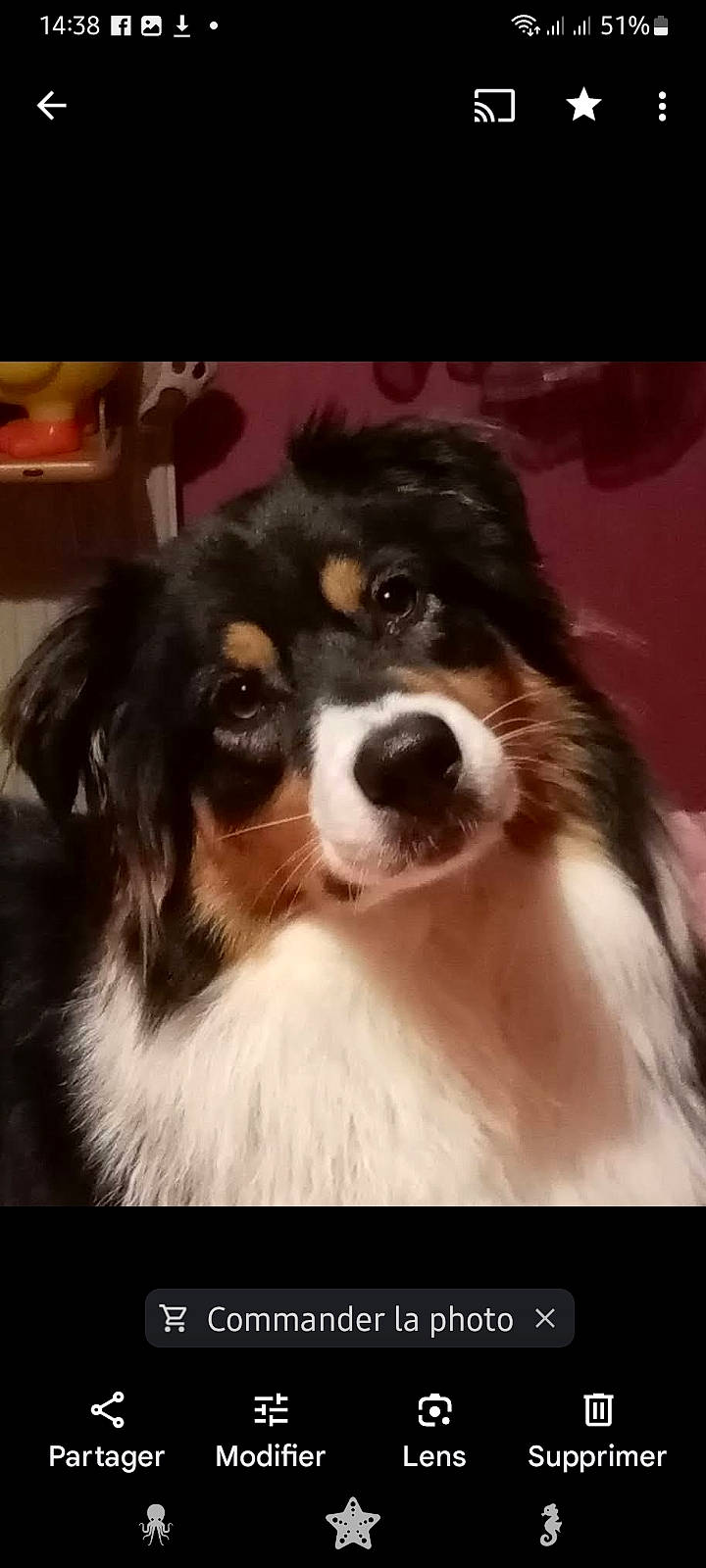 Sybelle a rejoint le concours — aidez-le/la à gagner de superbes lots ! ancient_dog_breeds, canidae, carnivore, companion_dog, dog, dog_breed, fur, herding_dog, rectangle, snout, sporting_group, whiskers, working_animal, working_dog