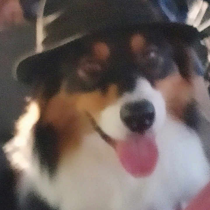 Sybelle
