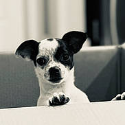 Rylee is registered to the contest to win money with this photo: animal, background_blur, black_and_white, canine, close_up, curious, cute, dog, ears, expression, face, furniture, indoor, looking, monochrome, paw, pet, portrait, small_dog, young_dog