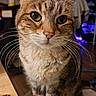 Maya Frasquillo is registered to the contest to win money with this photo: animal, blurred_background, carpet, cat, close_up, computer_screen, curious, cute, domestic, ears, feline, fur, household, indoor, pet, portrait, sitting, tabby_cat, table, whiskers