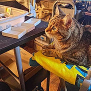 Maya Frasquillo joined the competition — help win amazing prizes! animal, box, cat, chair, clutter, computer, curious, desk, electronics, feline, furniture, household, indoor, keyboard, monitor, pet, relaxed, tabby_cat, table, towel