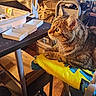 animal, box, cat, chair, clutter, computer, curious, desk, electronics, feline, furniture, household, indoor, keyboard, monitor, pet, relaxed, tabby_cat, table, towel