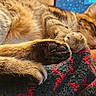 Maya Frasquillo joined the competition — help win amazing prizes! animal, blanket, cat, closeup, comfortable, computer, cozy, fur, indoor, patterned, paws, pet, relaxation, resting, screen, sleeping, soft, tabby, warm, whiskers