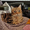 animal, blanket, cat, chair, closeup, comfort, cozy, curious, feline, headphones, indoor, keyboard, knit, music, pet, resting, soft_texture, tabby_cat, warm_lighting, whiskers
