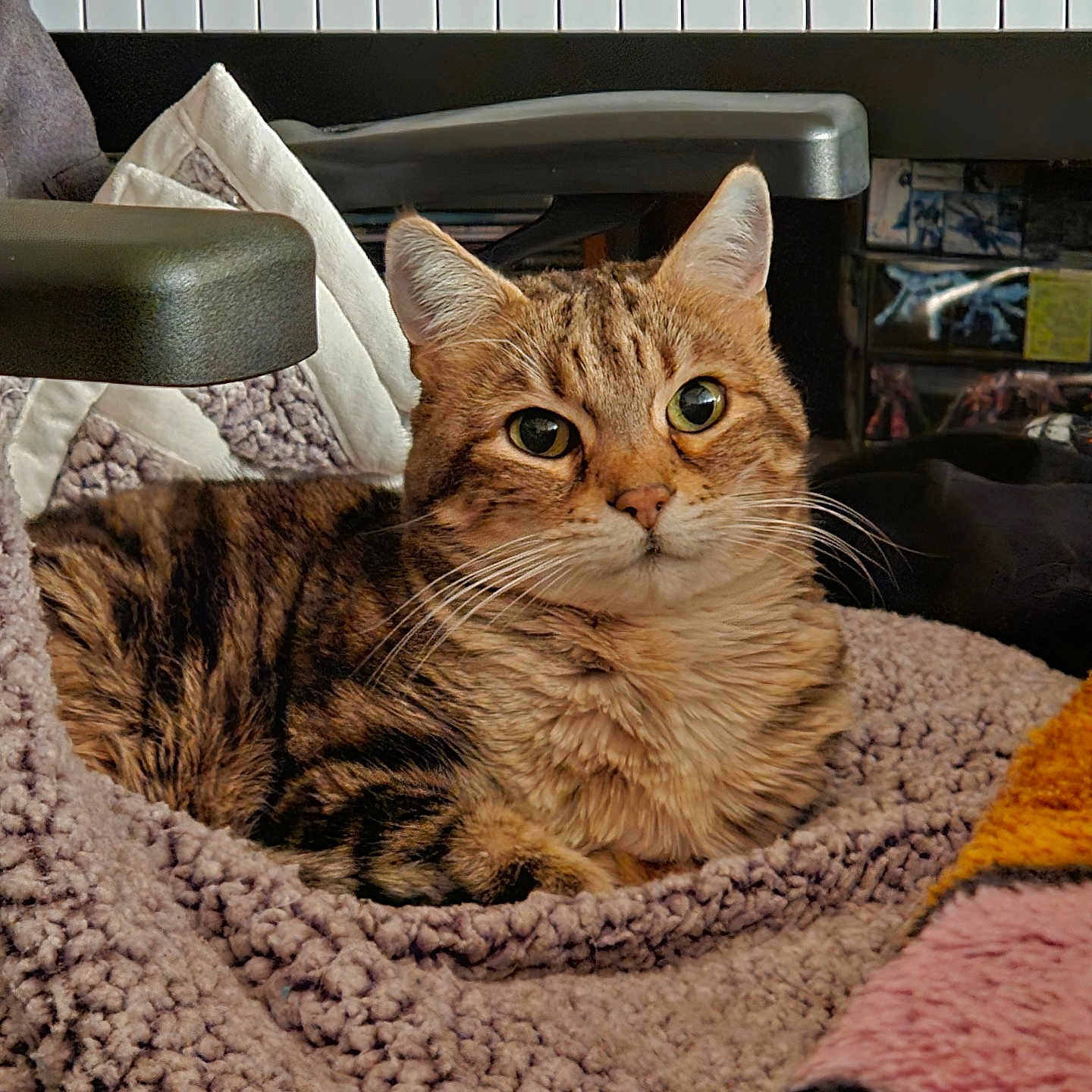 Maya Frasquillo is registered to the contest to win money with this photo: animal, blanket, cat, chair, closeup, comfort, cozy, curious, feline, headphones, indoor, keyboard, knit, music, pet, resting, soft_texture, tabby_cat, warm_lighting, whiskers