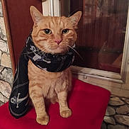 émile participe au concours pour gagner de l'argent avec cette photo : animal, cat, cozy, cute, ears, face, feline, fur, indoor, lace_curtains, looking, orange_tabby, pet, portrait, red_cushion, scarf, sitting, stone_wall, whiskers, window