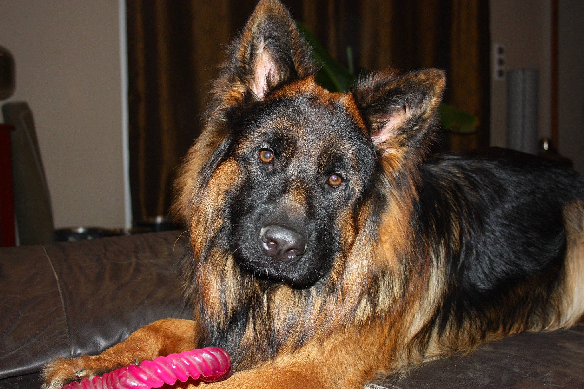 Spyke a rejoint le concours — aidez-le/la à gagner de superbes lots ! carnivore, companion_dog, dog, dog_breed, east_european_shepherd, fur, german_shepherd_dog, guard_dog, herding_dog, king_shepherd, old_german_shepherd_dog, snout, working_dog