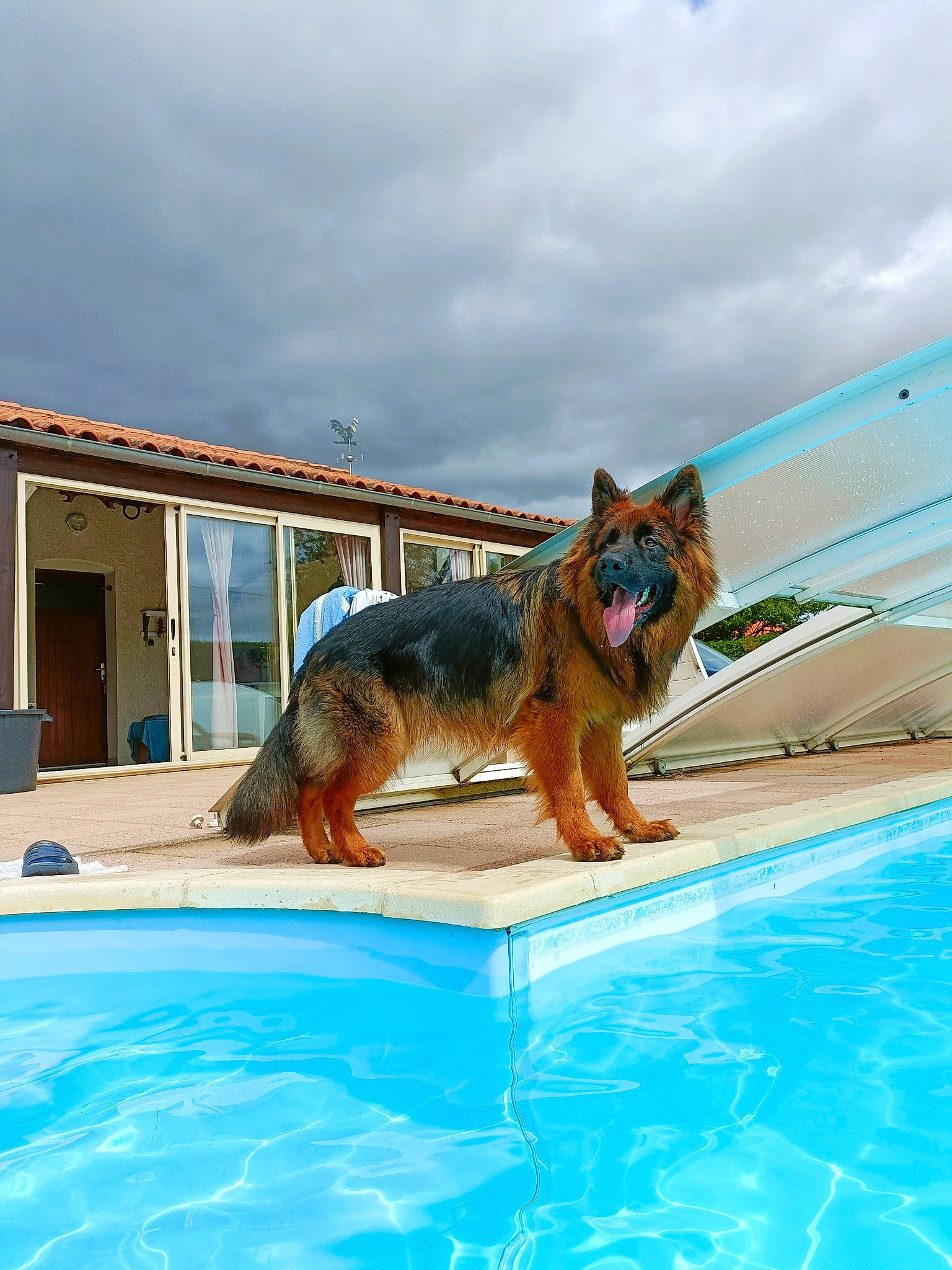 Spyke participe au concours pour gagner de l'argent avec cette photo : blue, building, canidae, carnivore, cloud, companion_dog, dog, dog_breed, fawn, fun, house, leisure, outdoor_furniture, recreation, resort_town, sky, sporting_group, swimming_pool, water, window