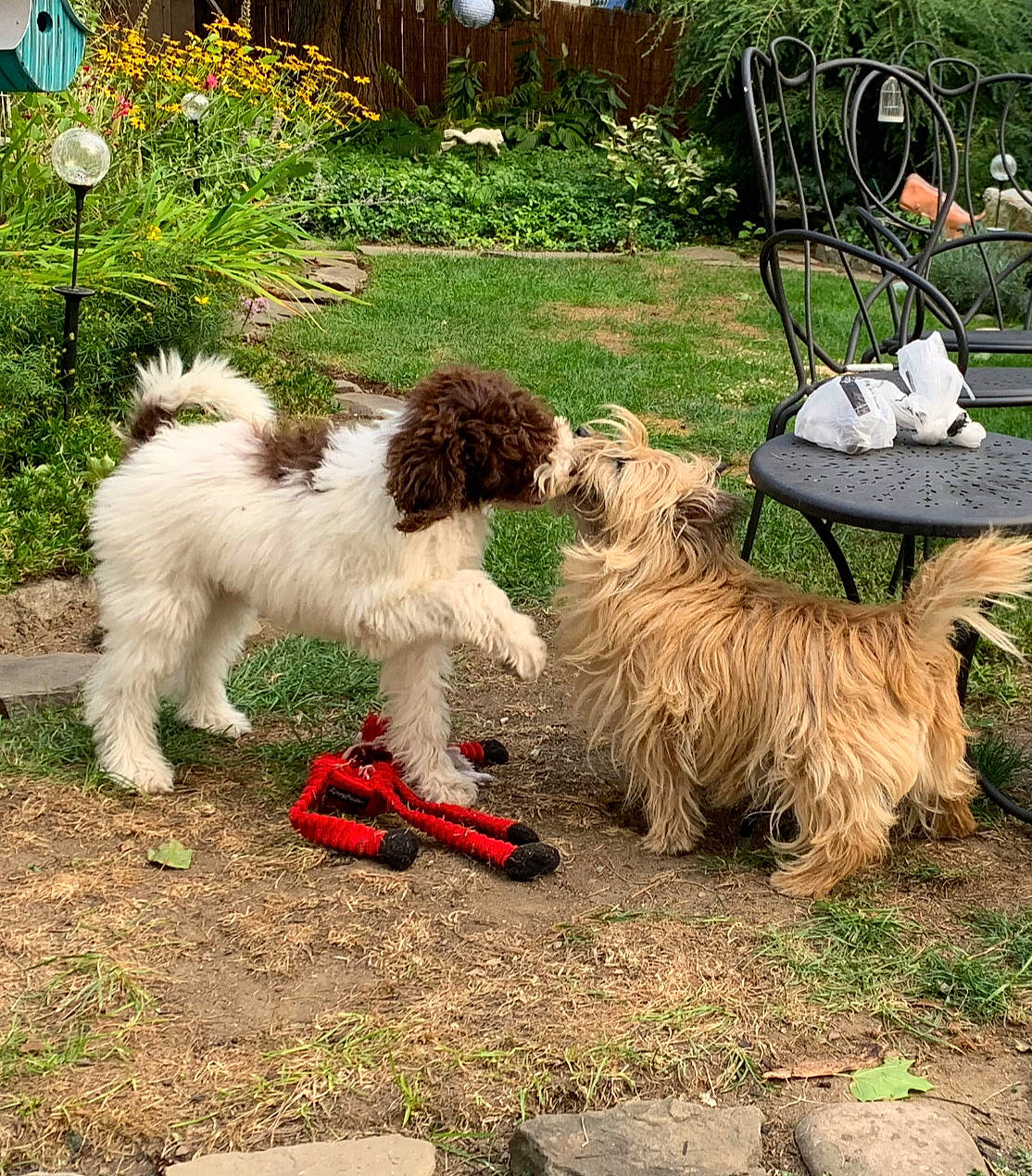 Booker joined the competition — help win amazing prizes! canidae, carnivore, chair, companion_dog, dog, dog_breed, dog_collar, flower, fur, giant_dog_breed, grass, plant, romanian_mioritic_shepherd_dog, sporting_group, tail, terrier, toy_dog, tree, working_animal, working_dog