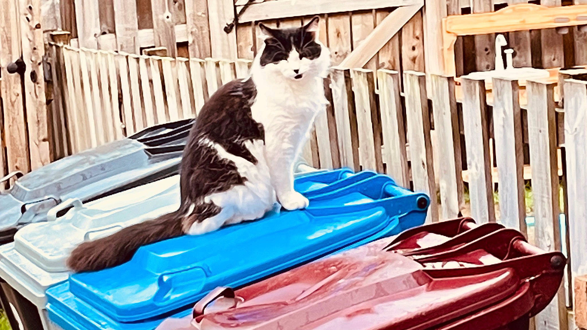 Tinker joined the competition — help win amazing prizes! automotive_lighting, bumper, carnivore, cat, domestic_short_haired_cat, felidae, fence, grass, hood, mammal, motor_vehicle, sitting, small_to_medium_sized_cats, tail, trunk, vehicle, vehicle_door, vertebrate, whiskers, windshield