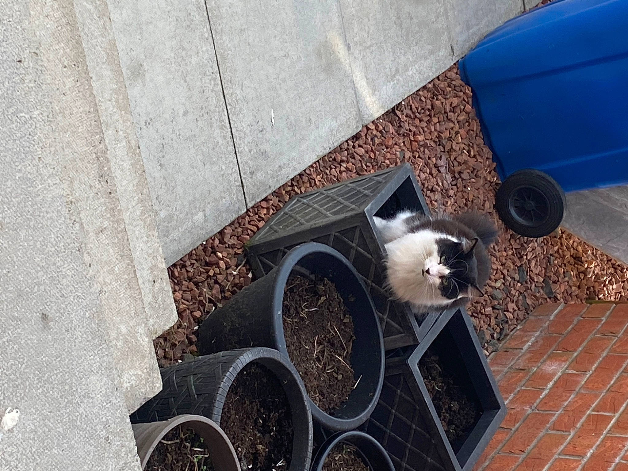 Tinker is registered to the contest to win money with this photo: asphalt, auto_part, automotive_exterior, automotive_tire, automotive_wheel_system, carnivore, concrete, eyewear, felidae, floor, flooring, road, road_surface, sidewalk, small_to_medium_sized_cats, soil, tail, vehicle_door, wall, wood