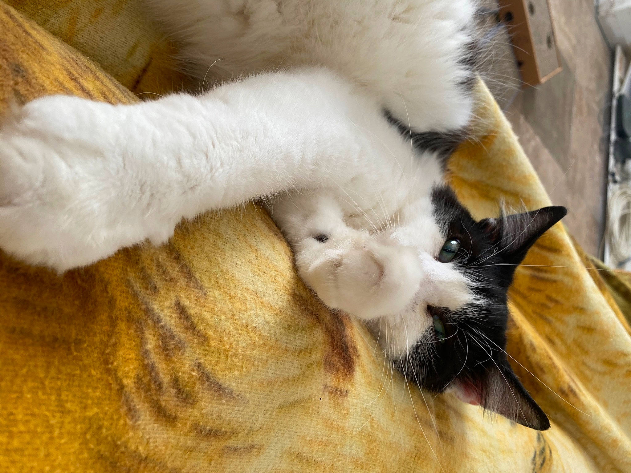 Tinker is registered to the contest to win money with this photo: carnivore, cat, claw, comfort, dog_breed, domestic_short_haired_cat, felidae, flooring, fur, hardwood, paw, small_to_medium_sized_cats, snout, sporting_group, tail, terrestrial_animal, whiskers, wood