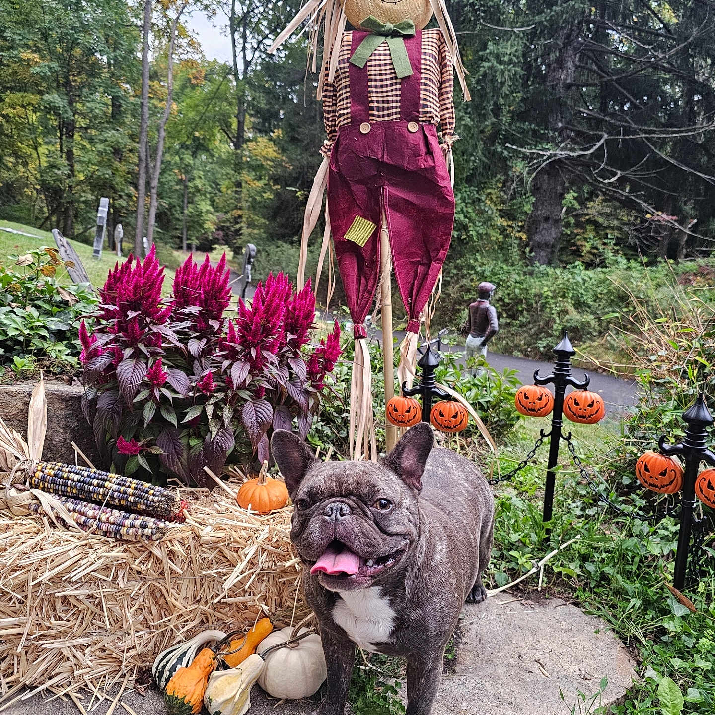 Luna joined the competition — help win amazing prizes! adult, animal, bulldog, canine, dog, face, female, flower, food, grass, head, nature, outdoors, person, pet, plant, pottedplant, scarecrow, vegetation, woman