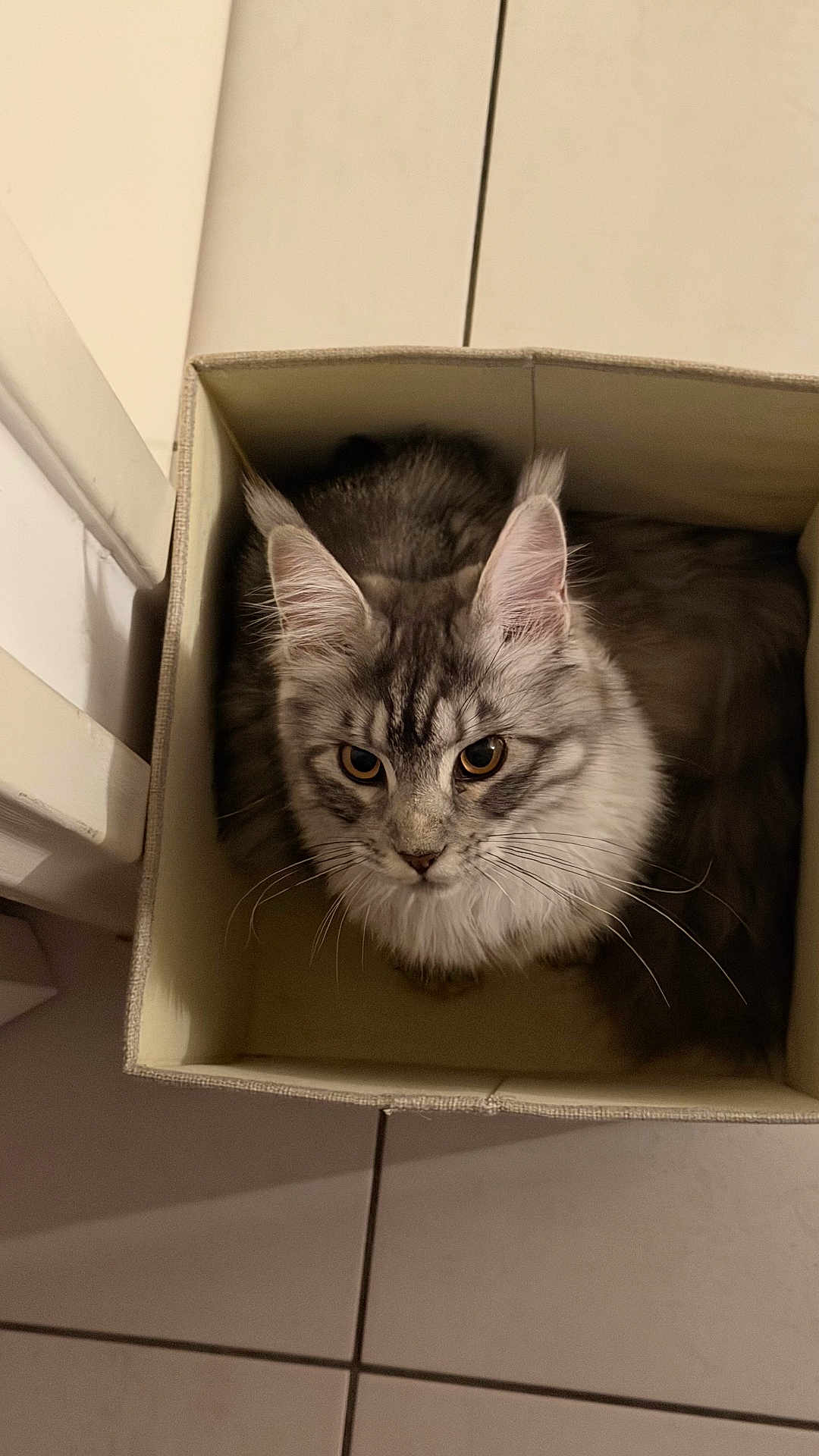 Abyss participe au concours pour gagner de l'argent avec cette photo : cat, box, feline, pet, indoor, cozy, gray, white, fur, whiskers, ears, eyes, tile_floor, corner, domestic_animal, cute, animal, resting, looking_up, small_space