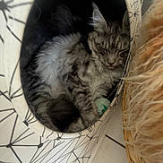 Abyss participe au concours pour gagner de l'argent avec cette photo : cat, tabby, sleeping, cozy, cat_cave, toy, indoor, furniture, basket, floor, pattern, black_and_white, fur, pet, resting, cute, animal, domestic, relaxing, home