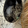 cat, tabby, sleeping, cozy, cat_cave, toy, indoor, furniture, basket, floor, pattern, black_and_white, fur, pet, resting, cute, animal, domestic, relaxing, home