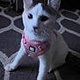 cat, white_cat, pink_harness, indoor, carpet, patterned_carpet, pet, animal, feline, sitting, curious, fur, whiskers, ears, four_legs, domestic_animal, close_up, low_light, household, cute